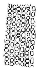 Macromitrium helmsii, transitional laminal cells.
 Image: R.C. Wagstaff © All rights reserved. Redrawn with permission from Vitt (1983). 